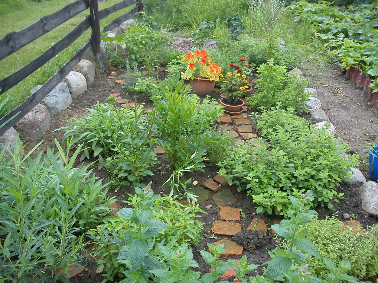 Грядка с прованскими травами