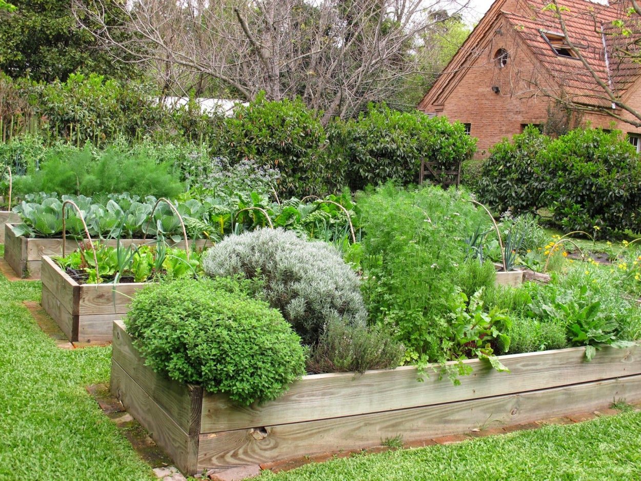 Газон в огороде