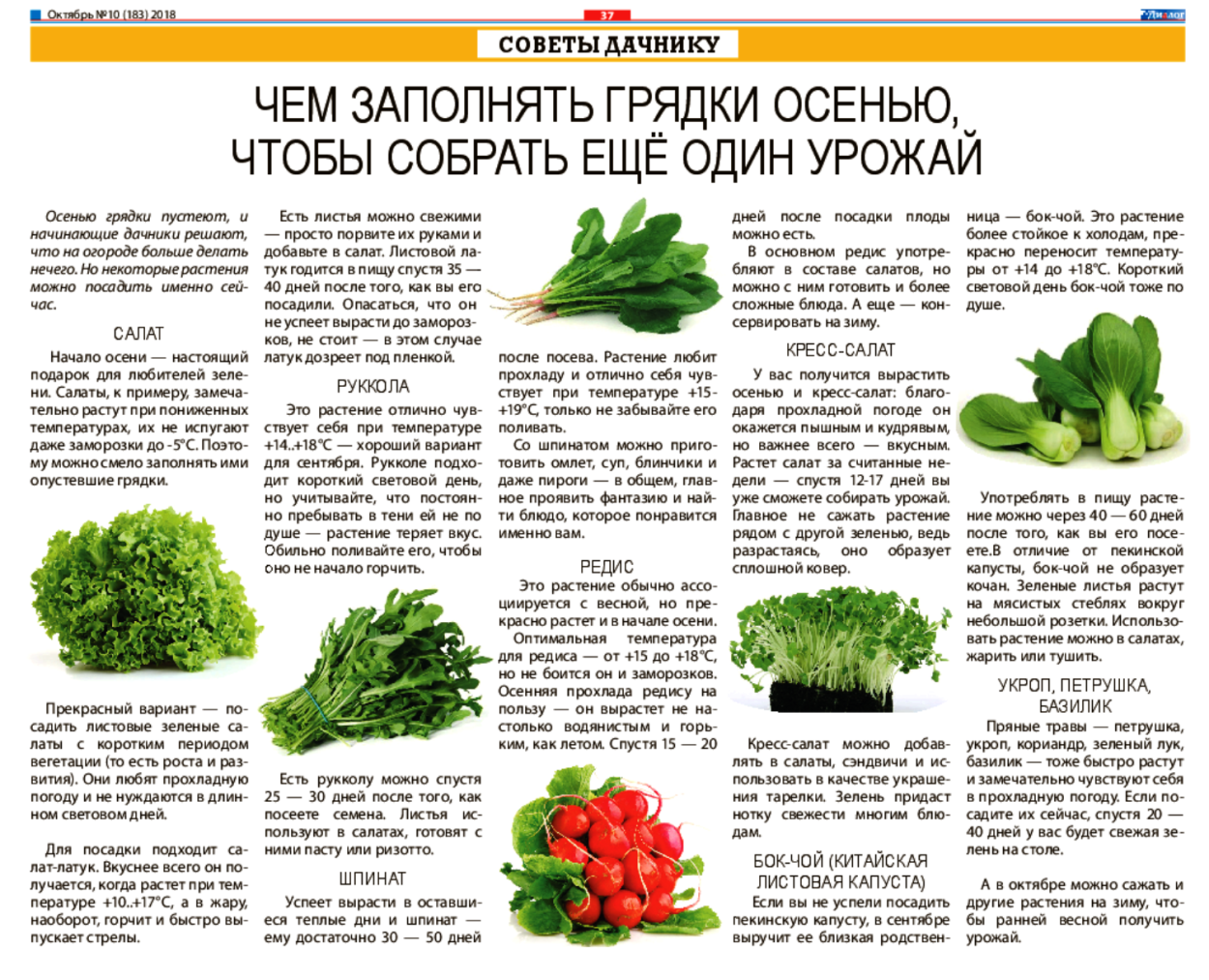 При какой температуре замерзает петрушка на грядке осенью