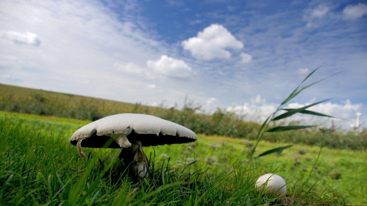 Шампиньон полевой Agaricus arvensis