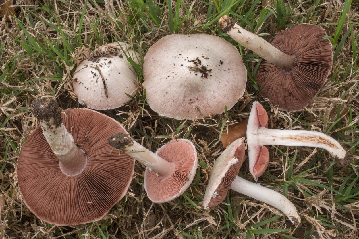 Шампиньон полевой Agaricus arvensis