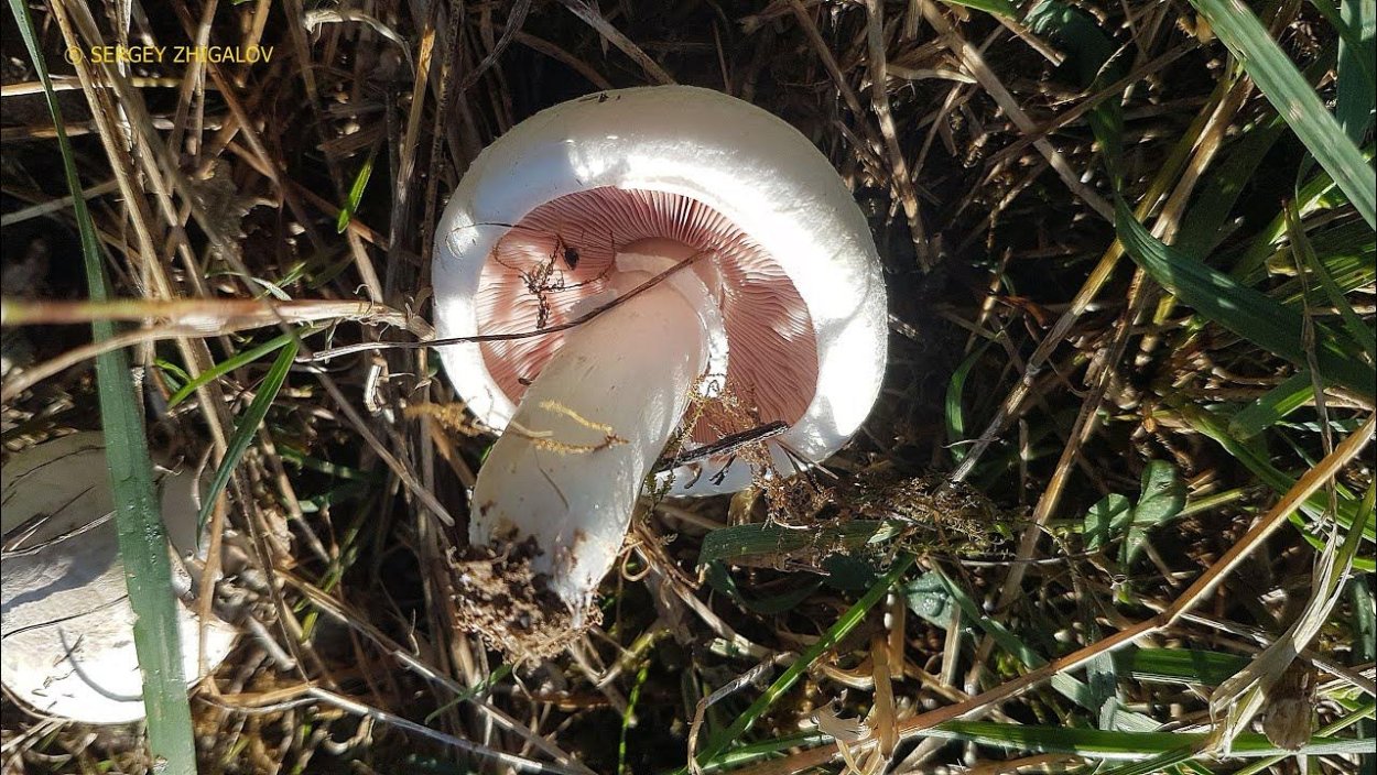 Гриб жемчужник