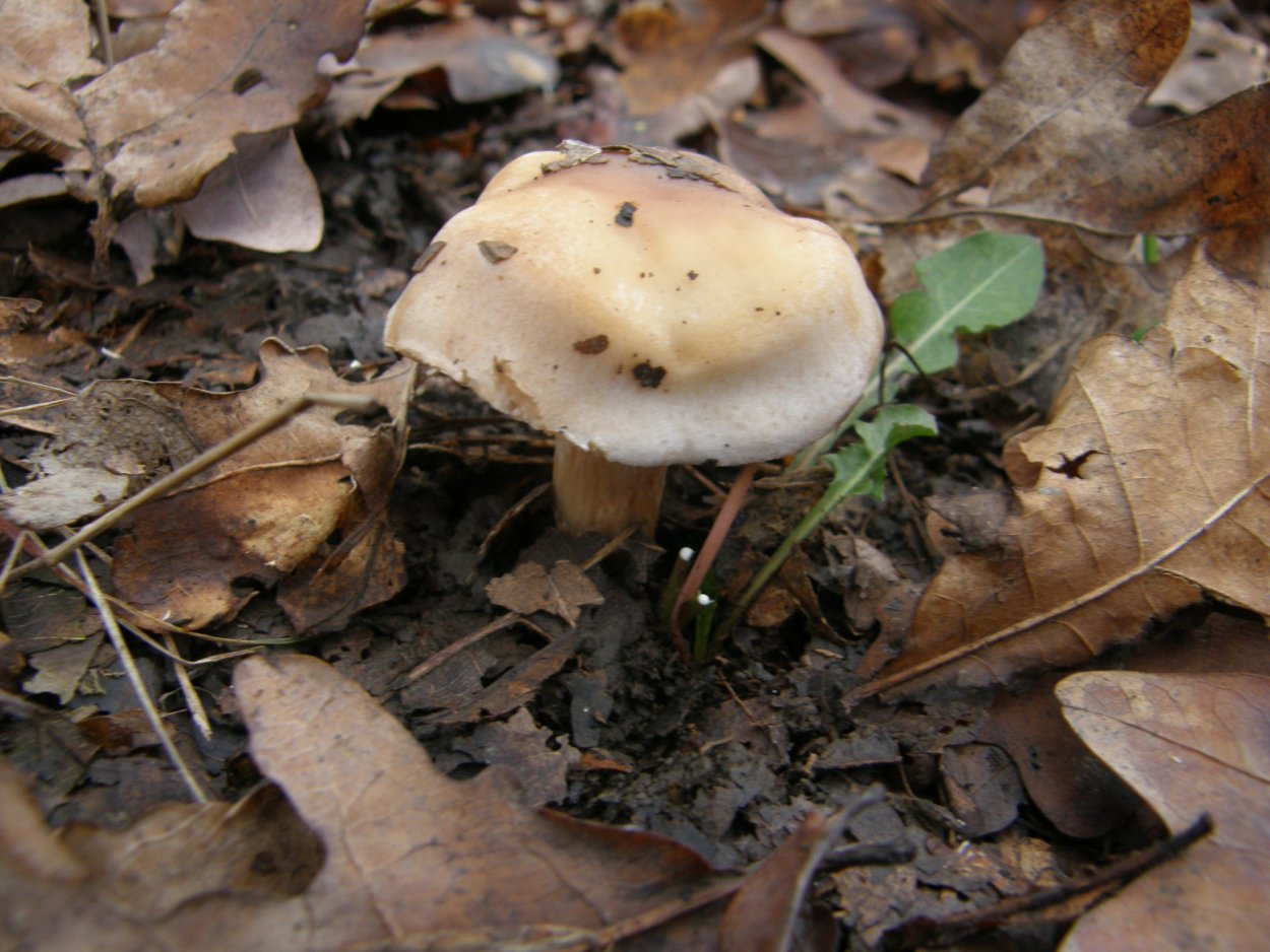 Шампиньон Лесной