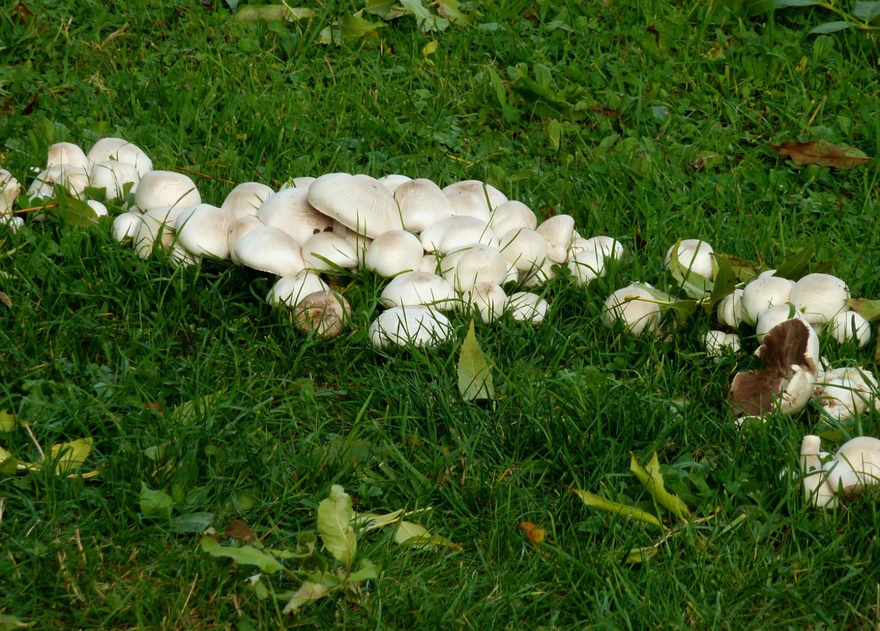 Шампиньон Луговой Agaricus Campestris