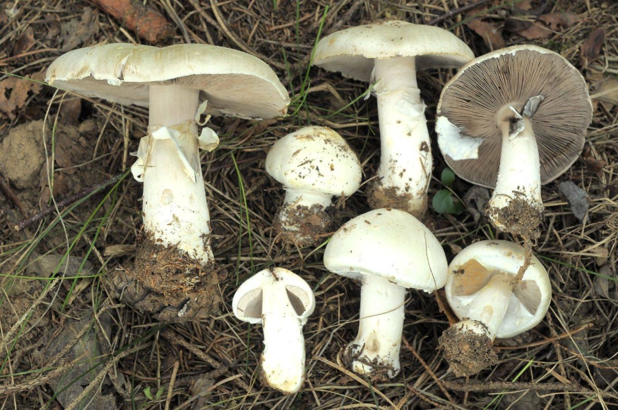 Шампиньон Луговой Agaricus Campestris