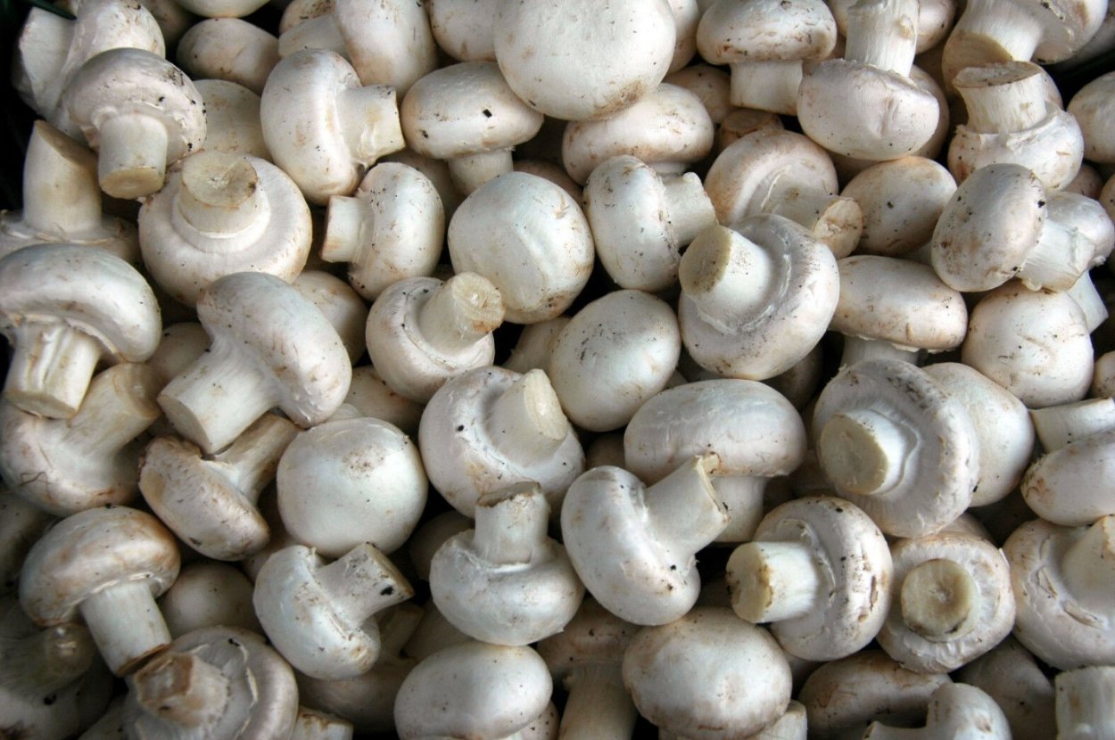 Шампиньон Луговой Agaricus Campestris