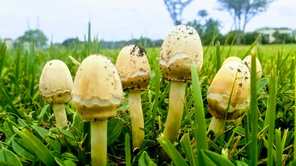 Опёнок Луговой шампиньон дождевик