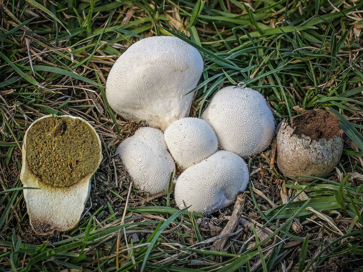 Шампиньон Кривой (Agaricus abruptibulbus)
