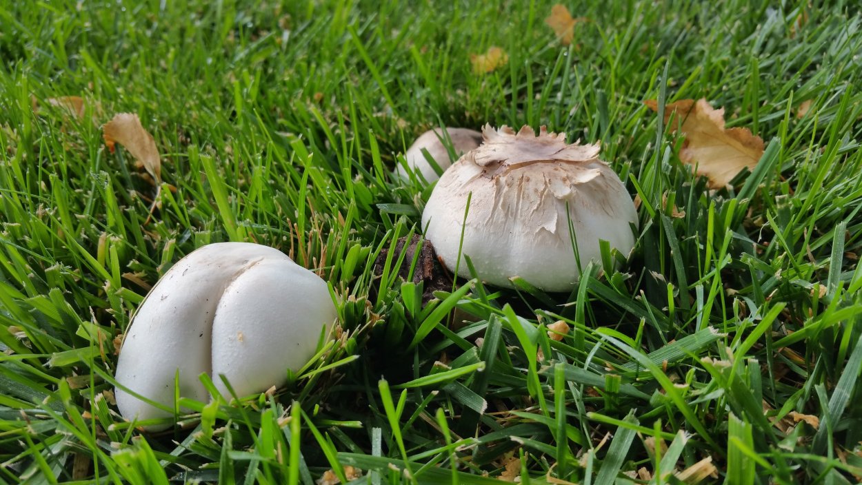 Шампиньон Луговой Agaricus Campestris