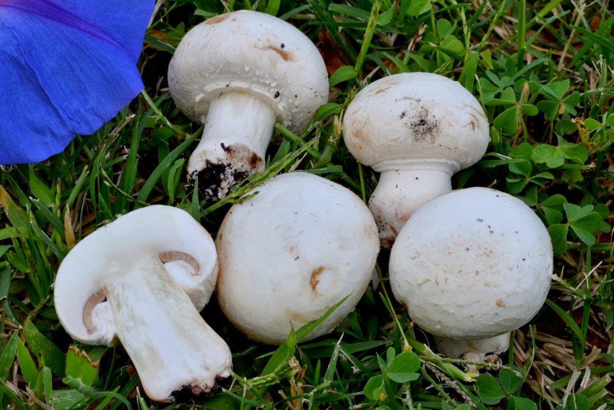 Шампиньоны Agaricus