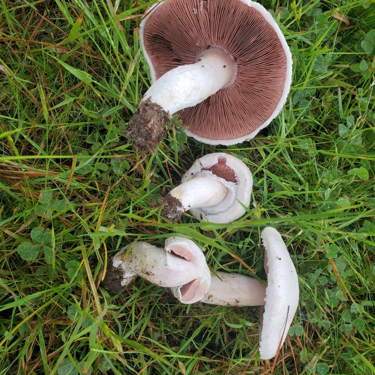 Шампиньон Луговой Agaricus Campestris