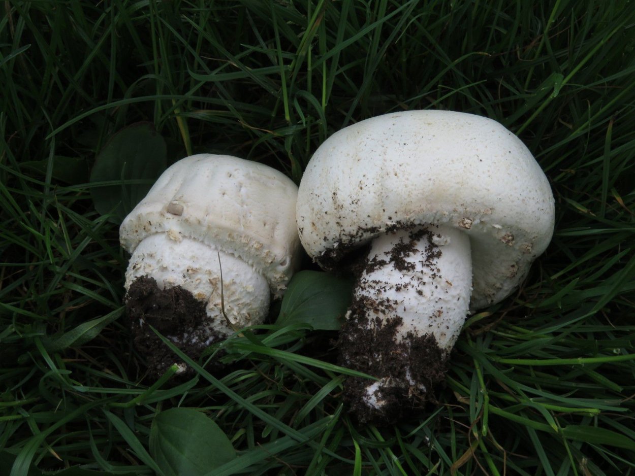 Шампиньон Таблитчатый (Agaricus tabularis)