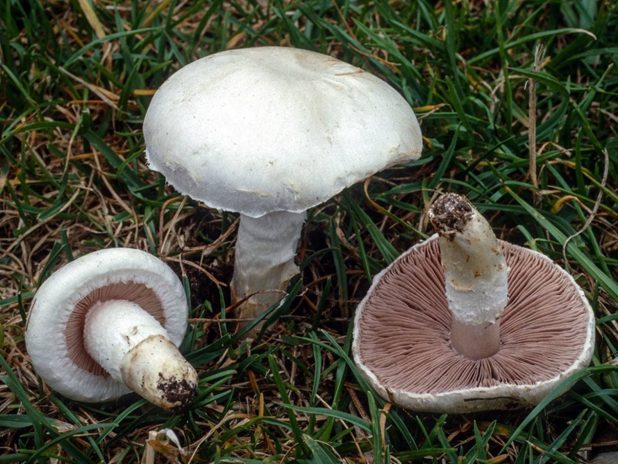 Шампиньон полевой Agaricus arvensis