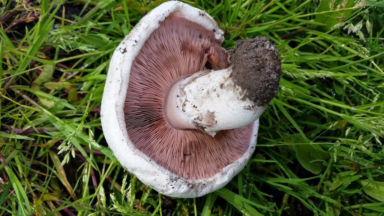 Шампиньон обыкновенный (Agaricus Campestris)