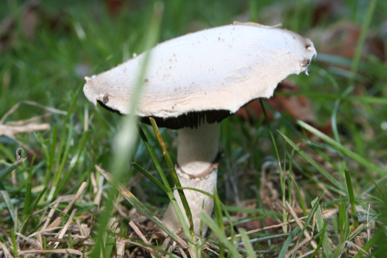 Шампиньон Таблитчатый (Agaricus tabularis)
