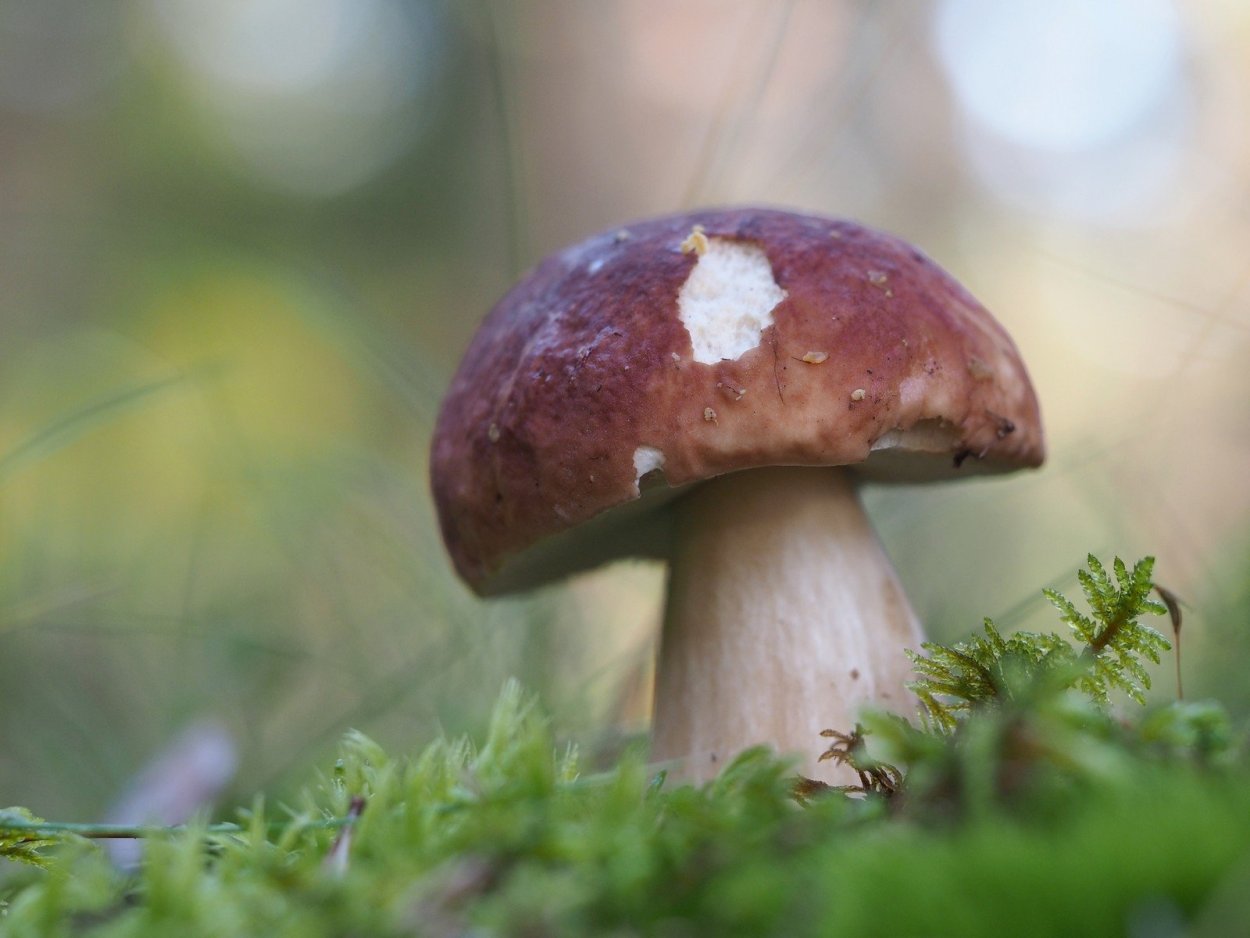 Гриб Боровик еловый