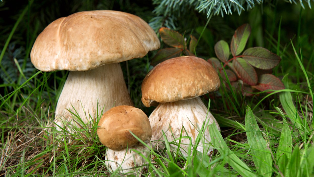 Белый гриб и Боровик одно и тоже