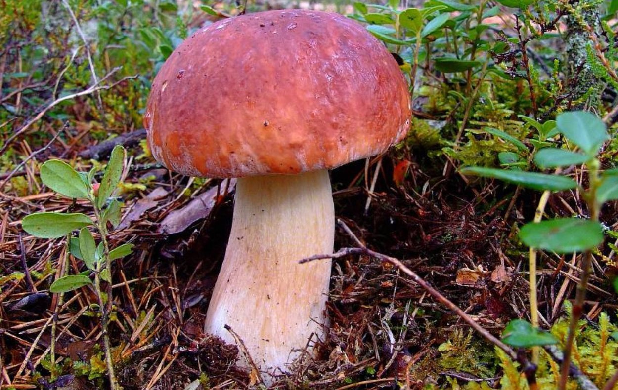 Белый гриб еловый Боровик