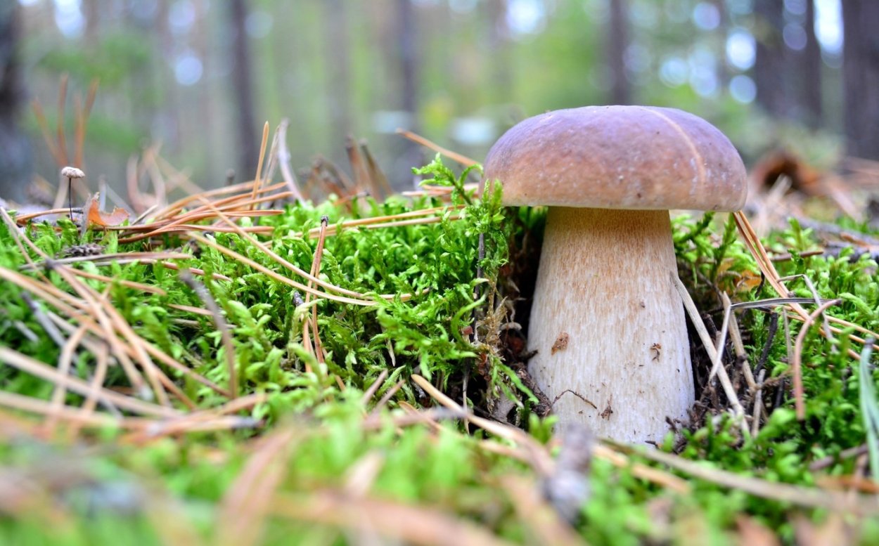 Гриб Боровик Сосновый