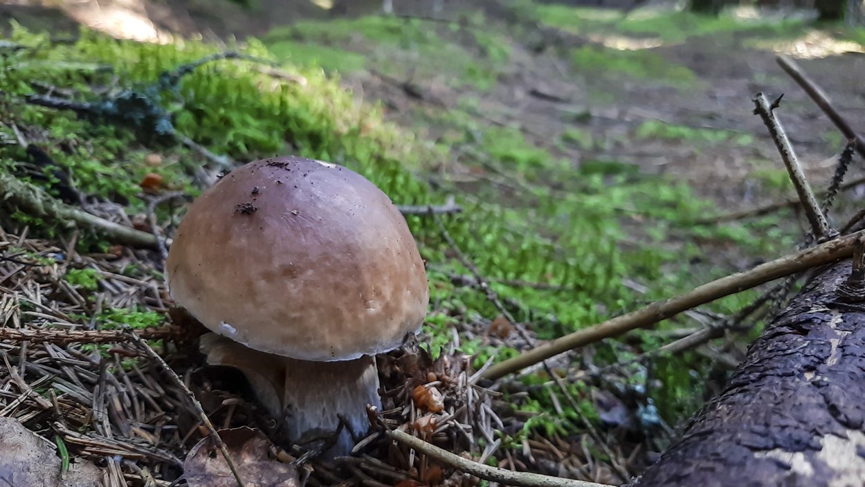 Белый гриб еловый