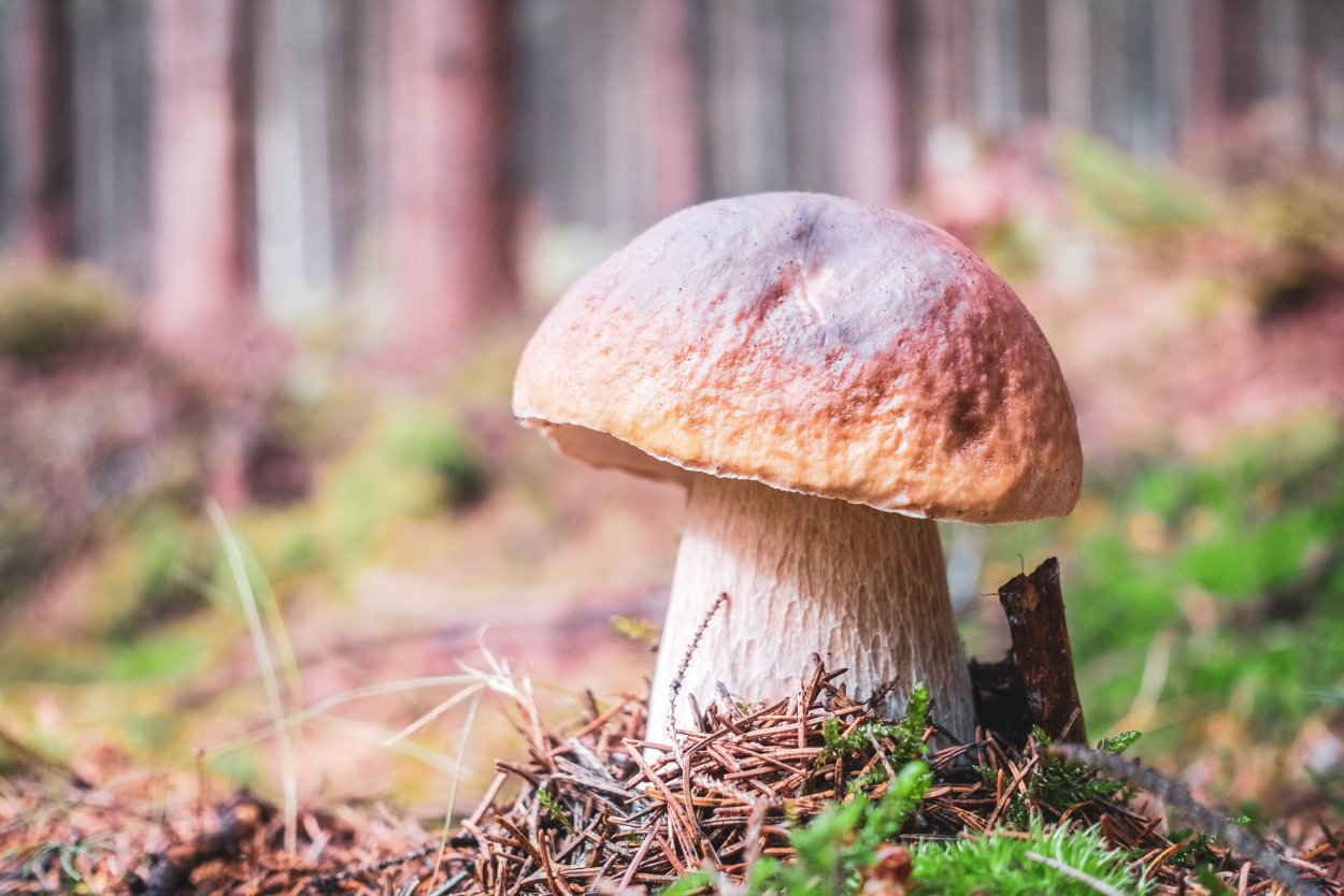 Белый гриб еловый