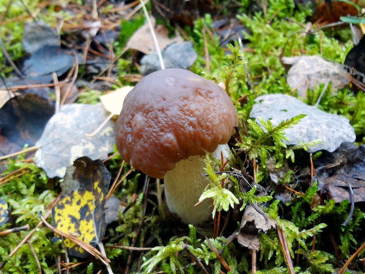 Боровик еловый и Сосновый