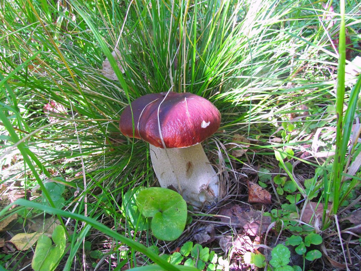 Боровик еловый и Сосновый