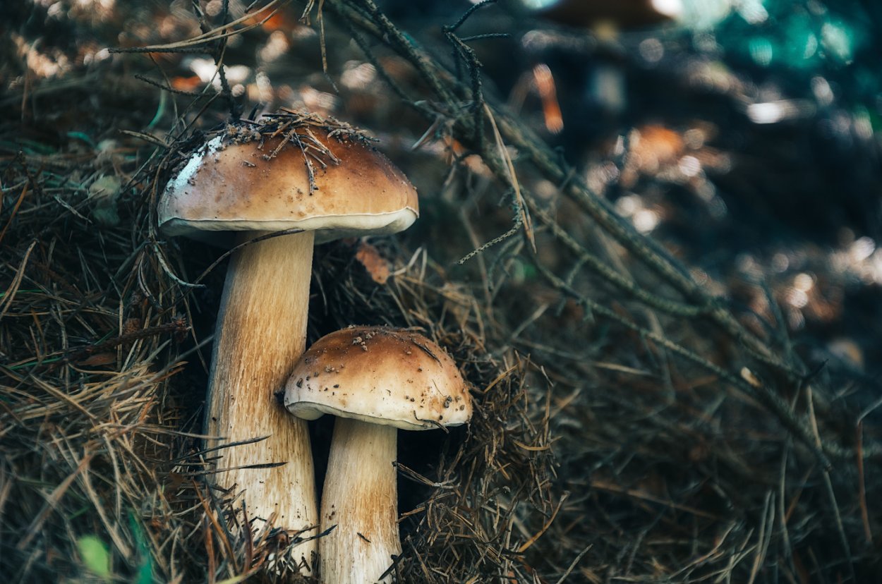 Белый гриб под елью