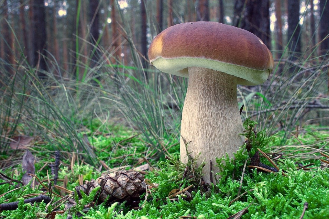 Гриб Боровик Сосновый