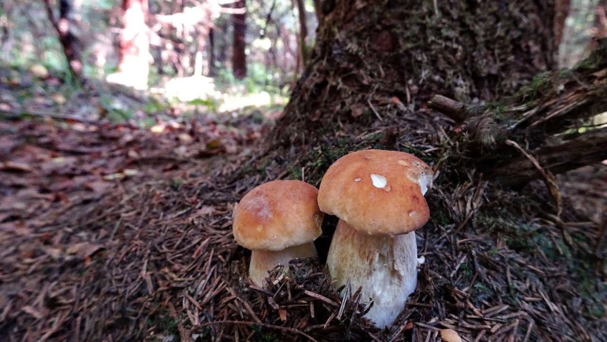 Грибы под деревом