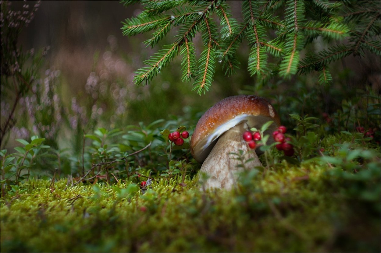 Белый гриб трубчатый или пластинчатый