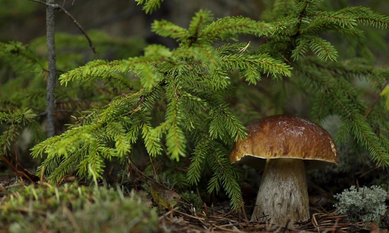 Белый гриб еловый Боровик