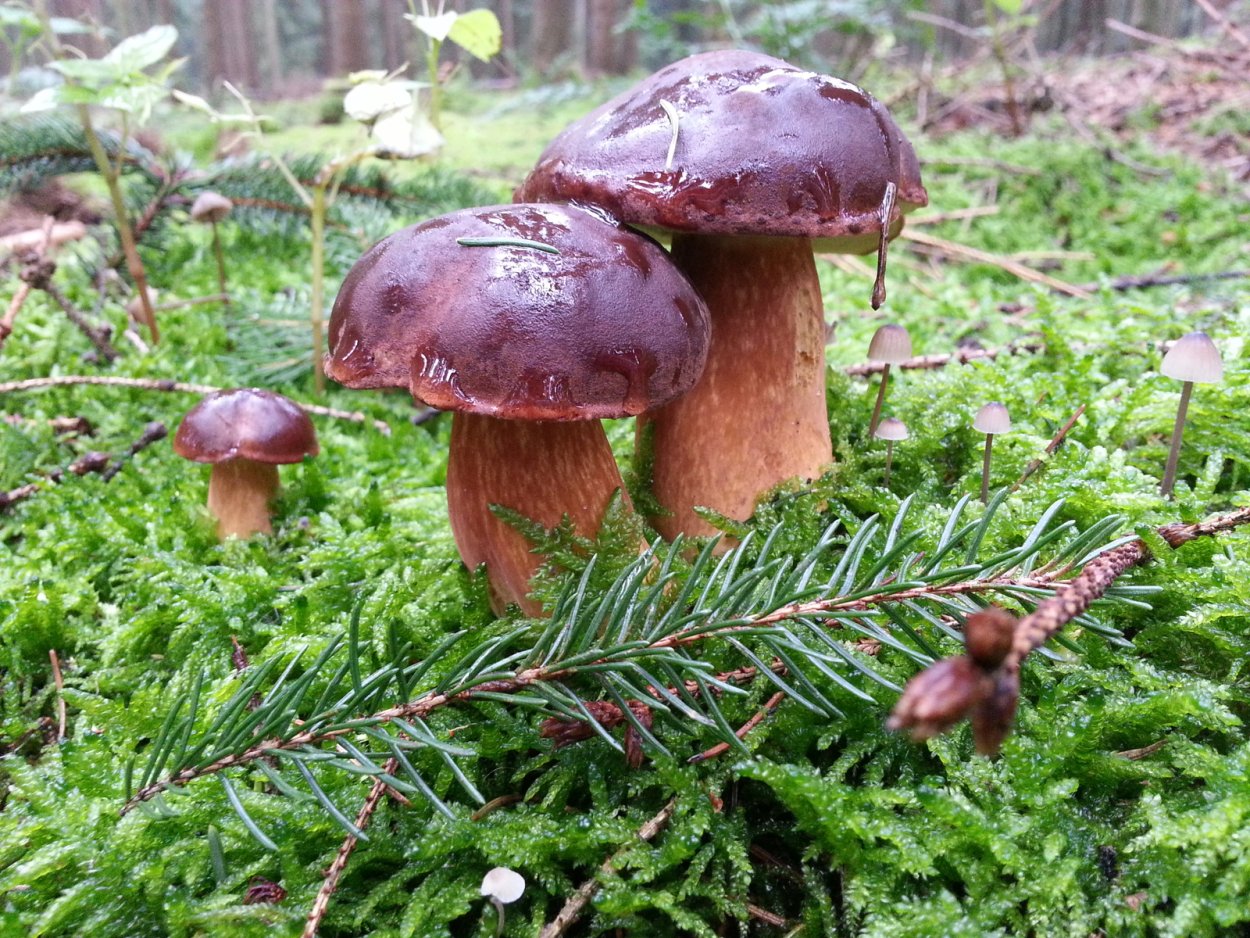 Чаудинский белый гриб