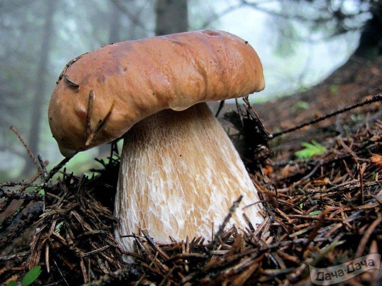 Boletus edulis – белый гриб
