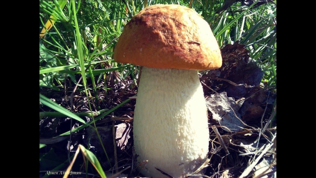 Грибы в Сосновом Бору