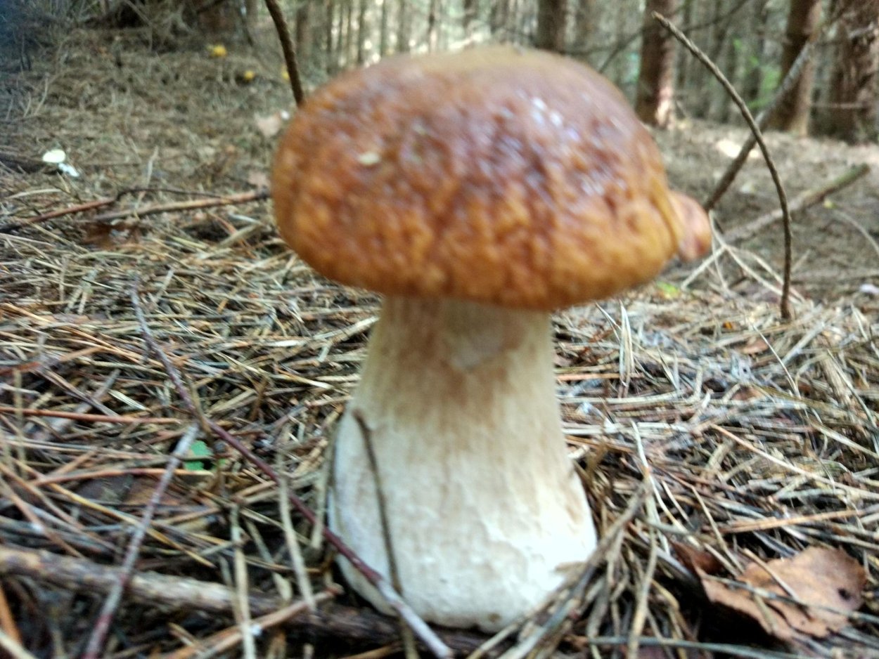 Грузди Лесные