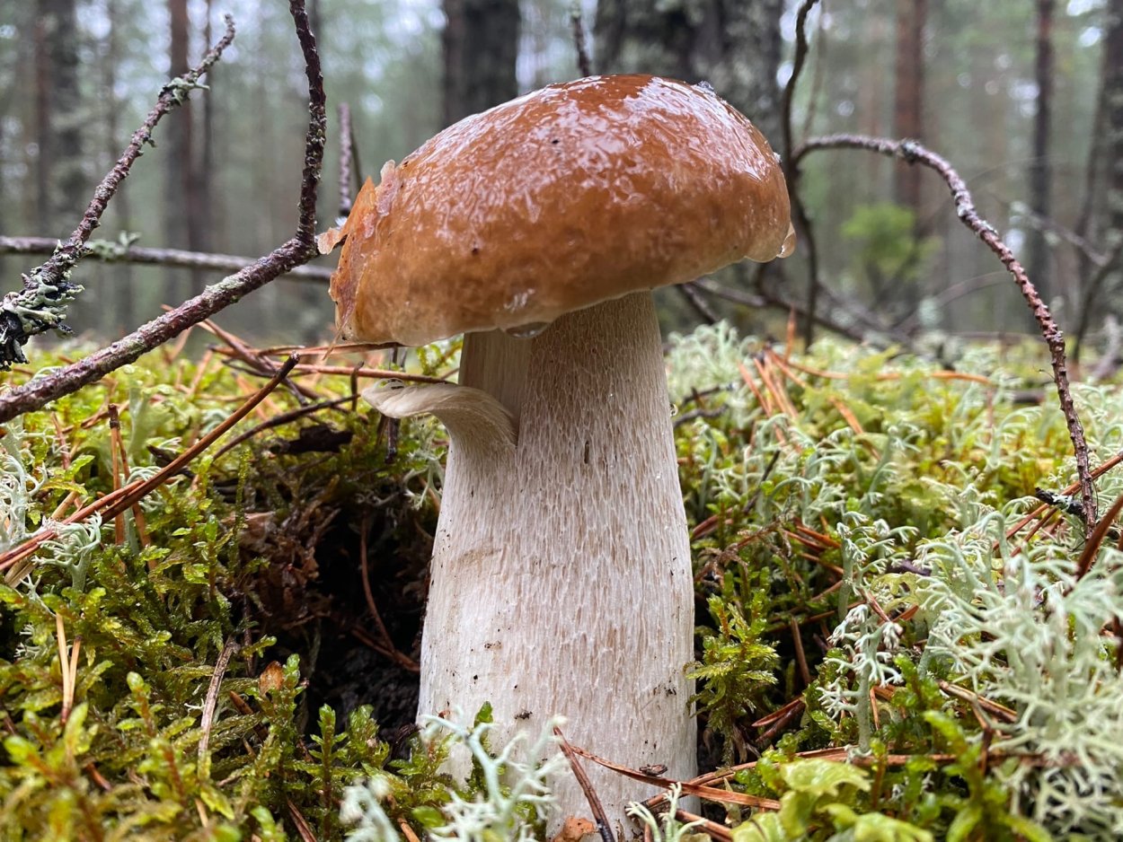 Грибы на Северо-востоке в Подмосковье 2022 сейчас есть или нет