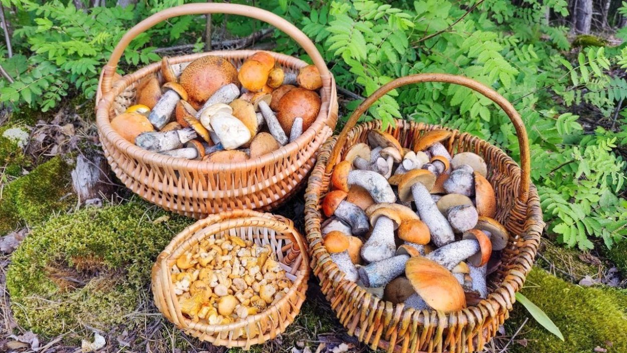 Белые грибы в ведре