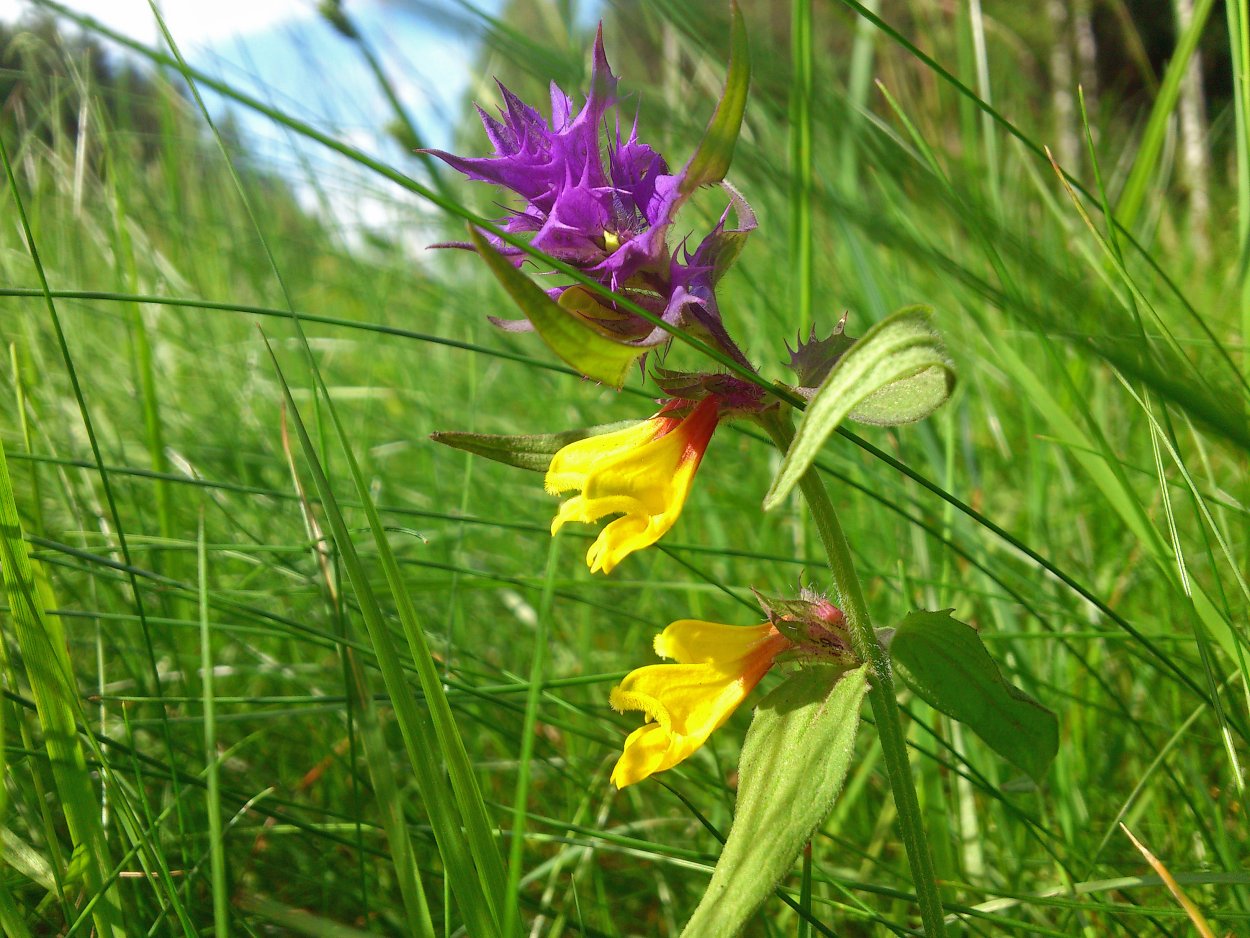 Череда трава 50г (лс)