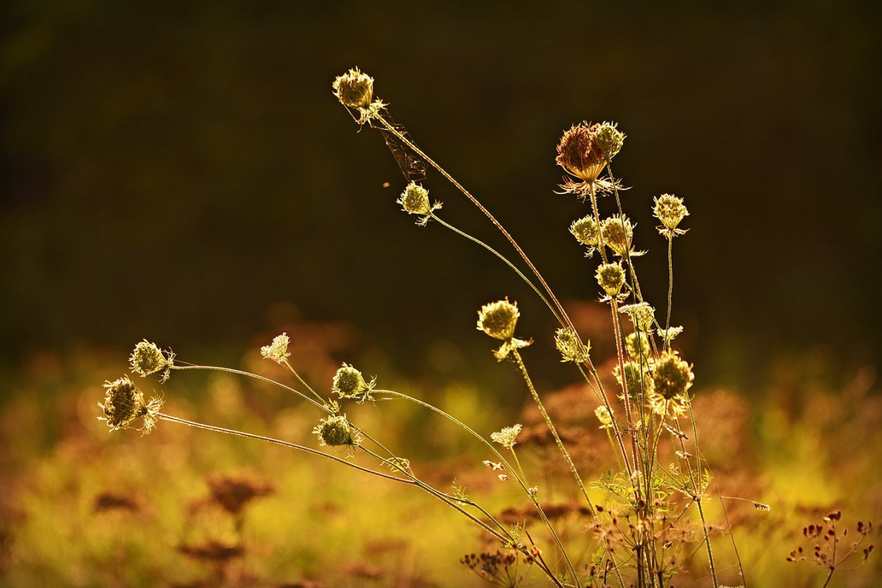 Текстура трава архикад