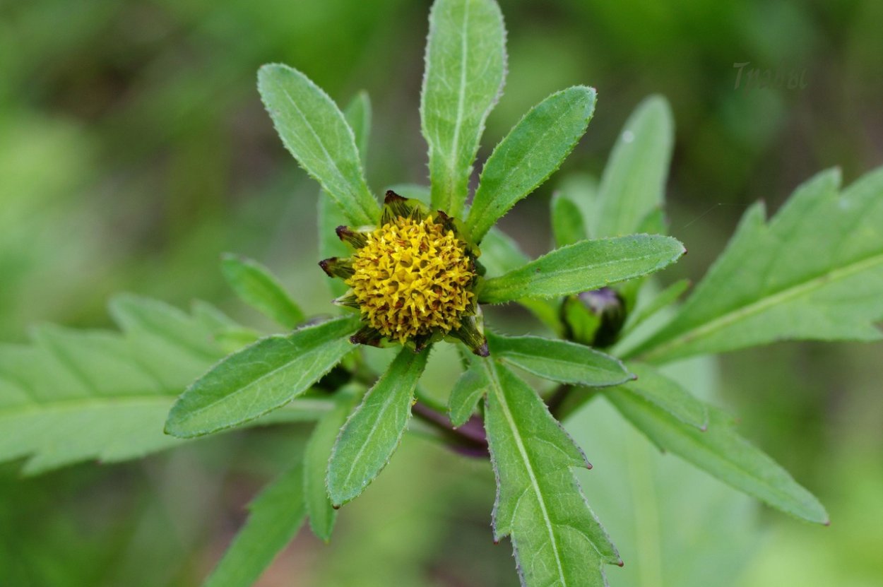 Миксэм укроп семена, 250 г