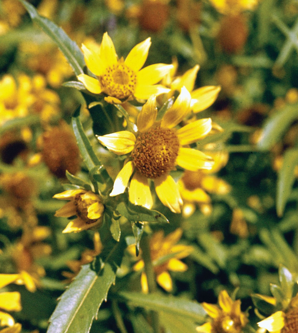 Череда трехраздельная фитопрепараты