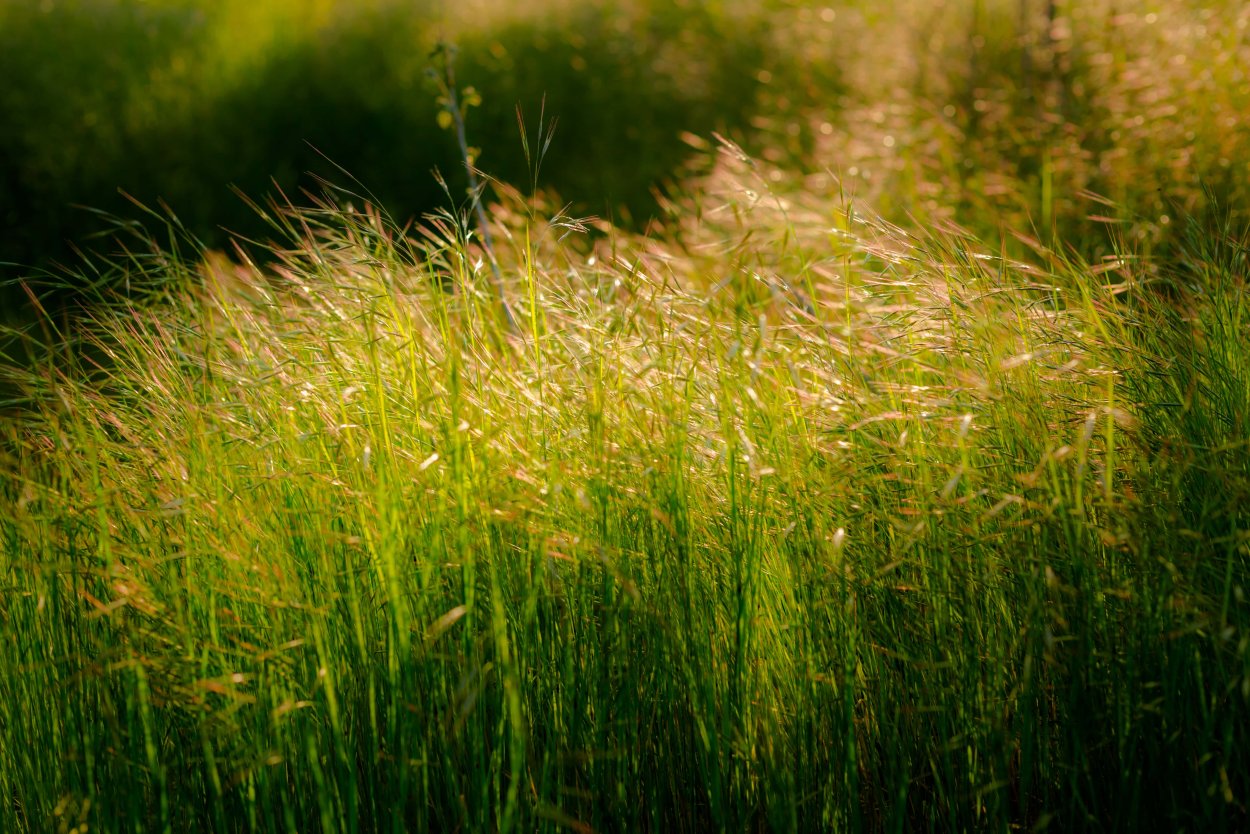 Трава Эстетика