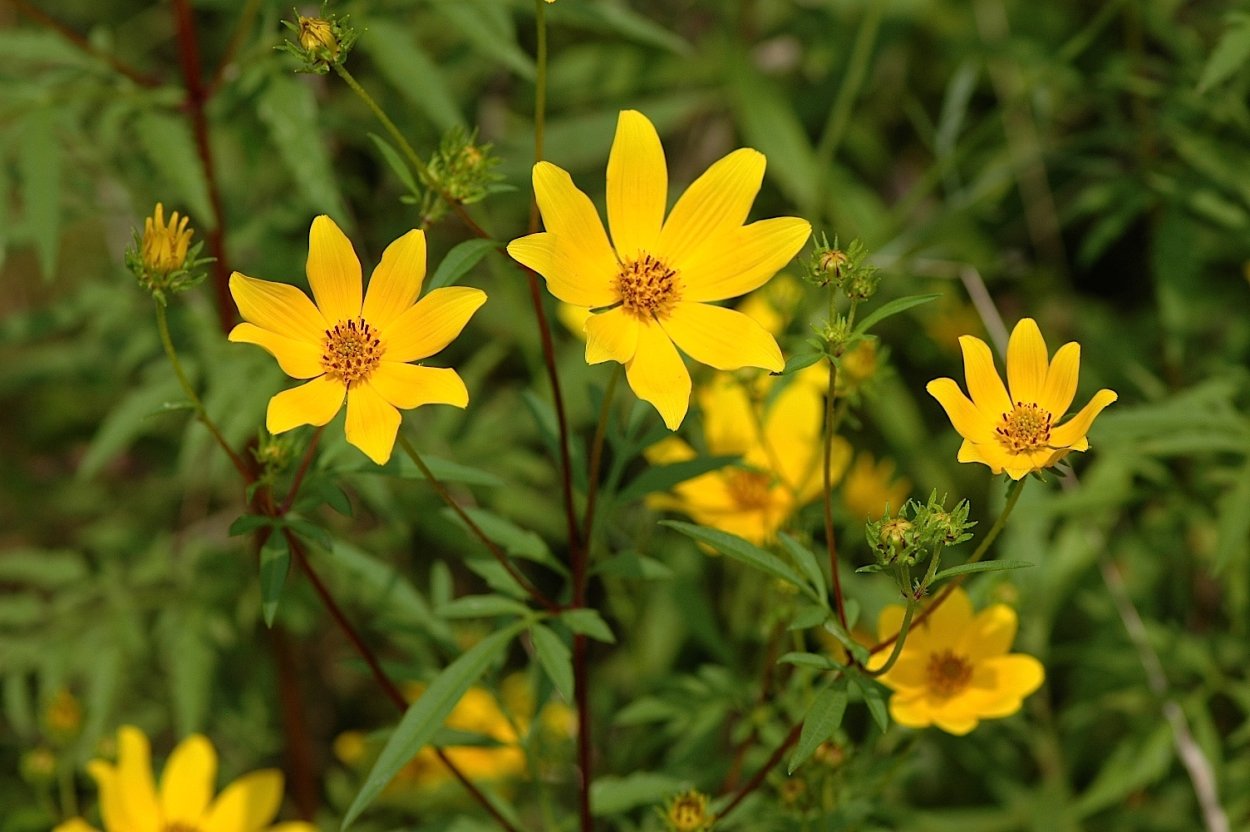 Сбор трав от подагры