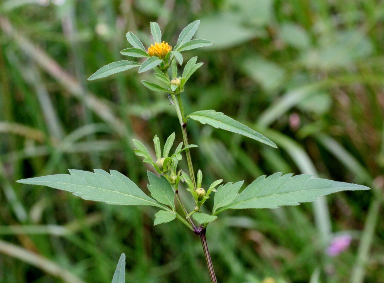 Череда трёхраздельная