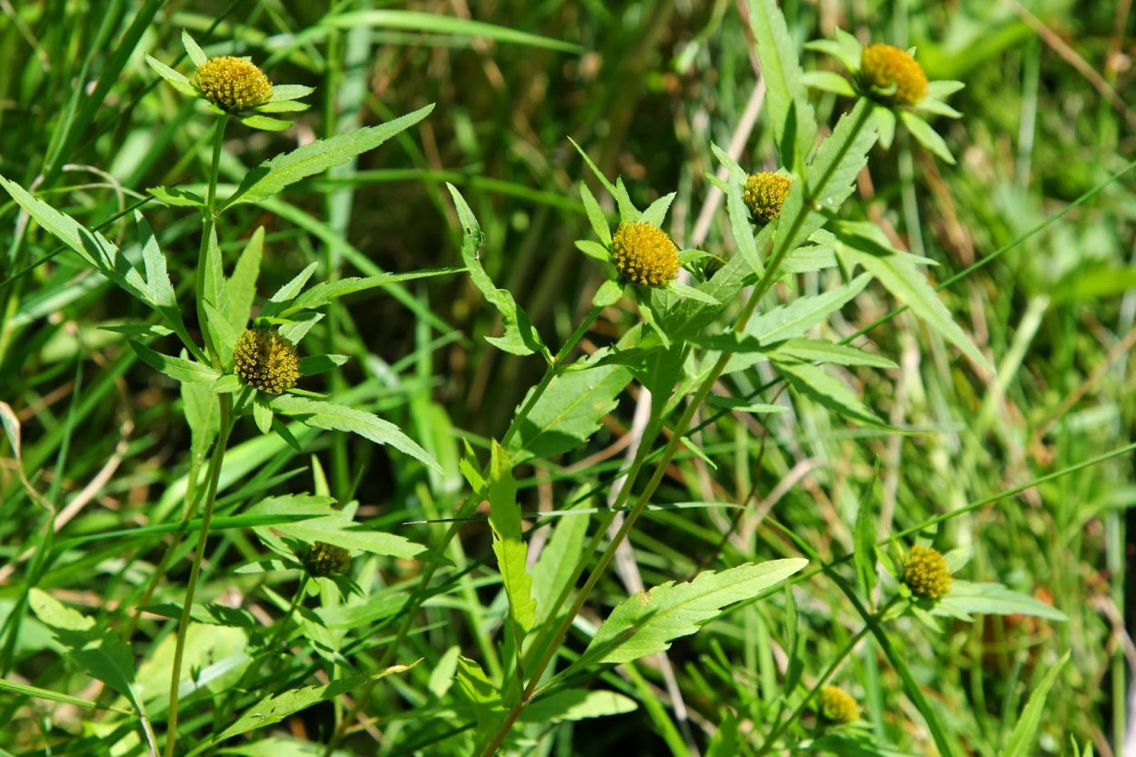 Череда трёхраздельная