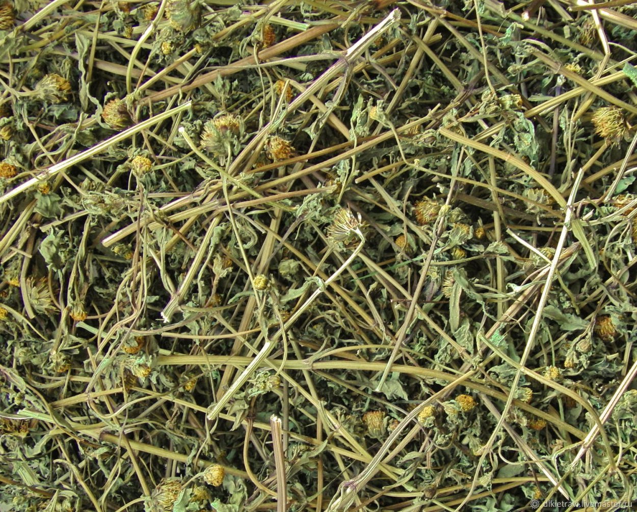 Череда трехраздельная цветки