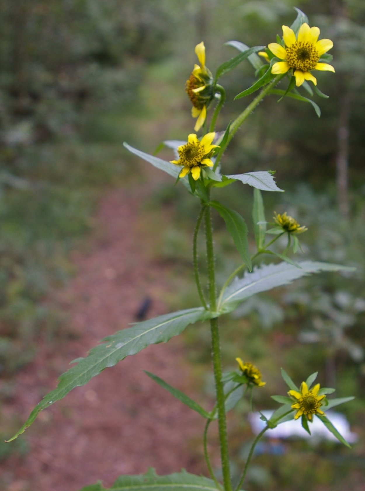 Трава на лугу