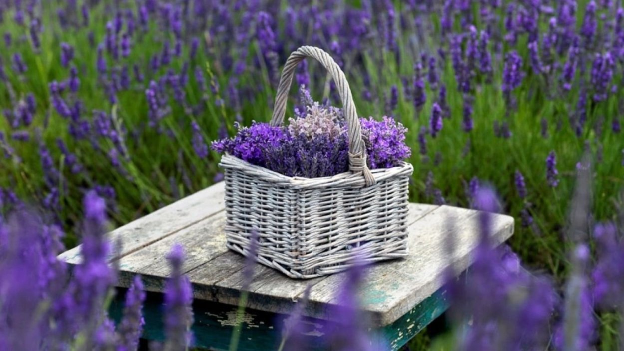 Лаванда Сильвер мист