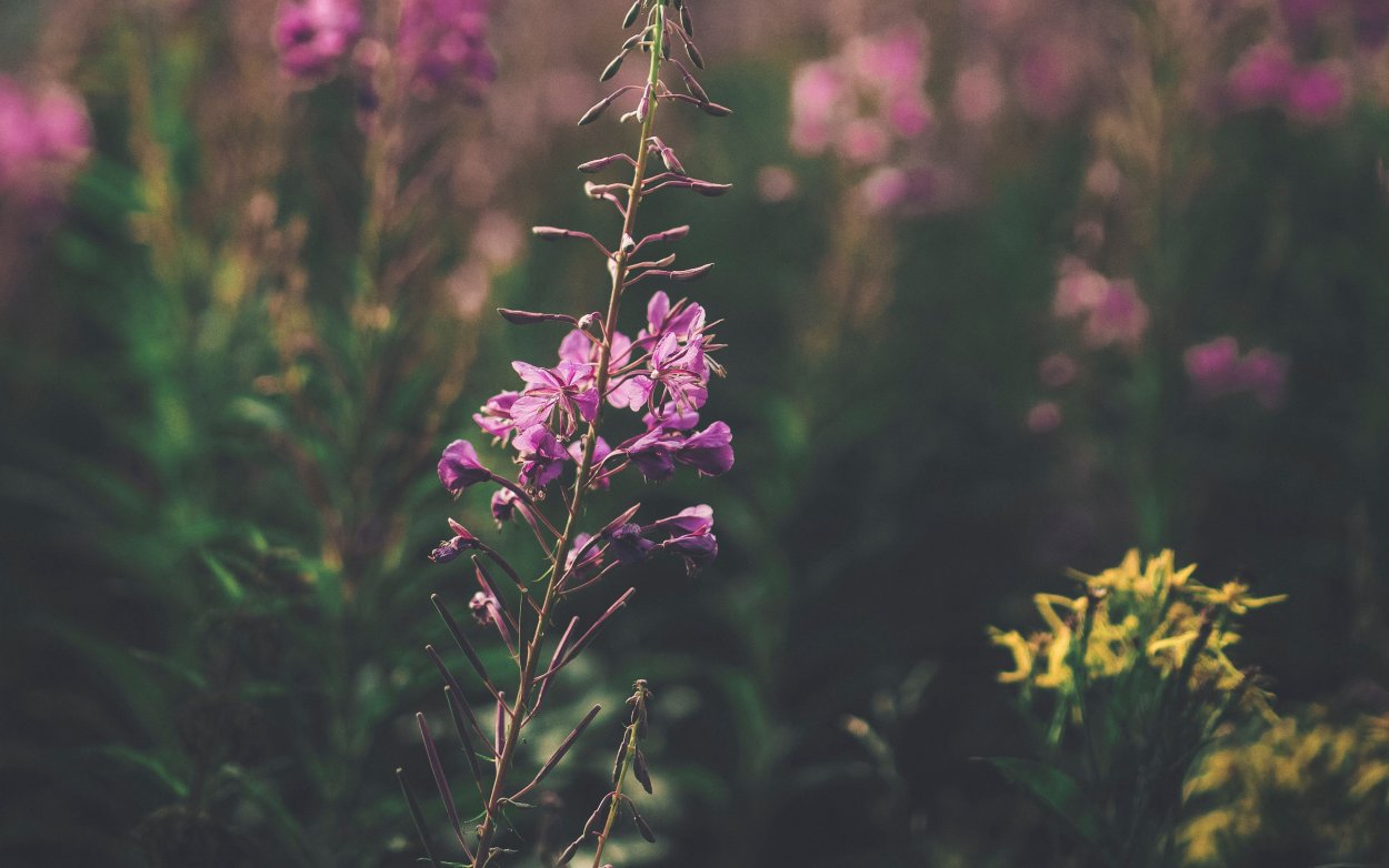 Пурпурные полевые цветы